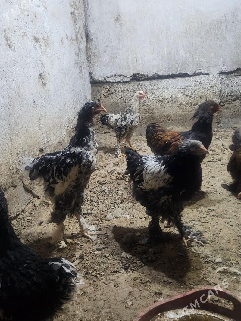 brama horazlar - Hitrowka - img 8