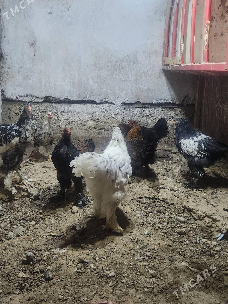 brama horazlar - Hitrowka - img 4