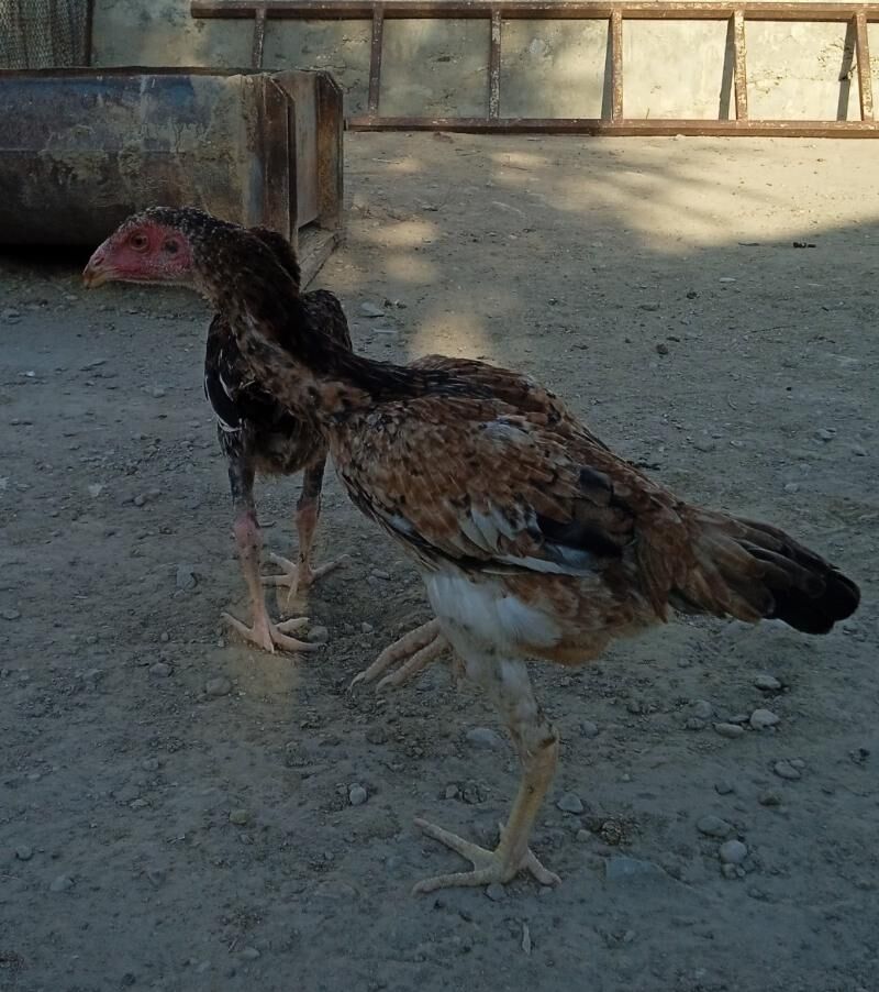 jüýje - Балканабат - img 4