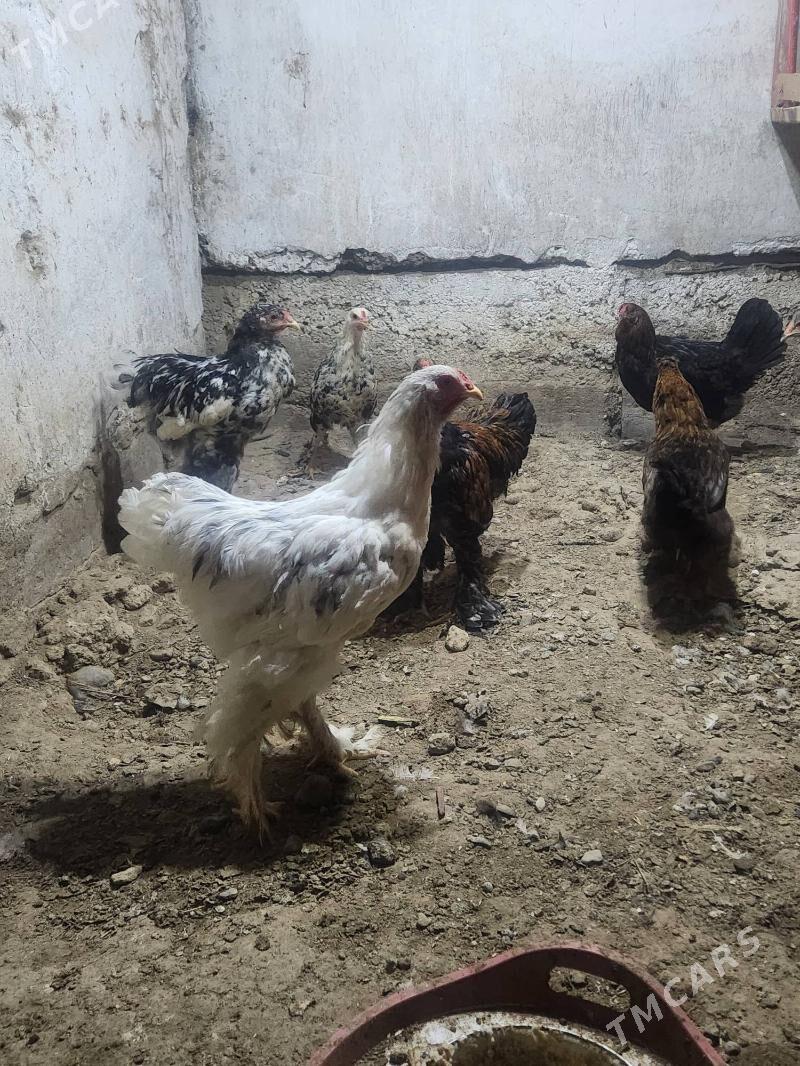 brama horazlar - Hitrowka - img 5