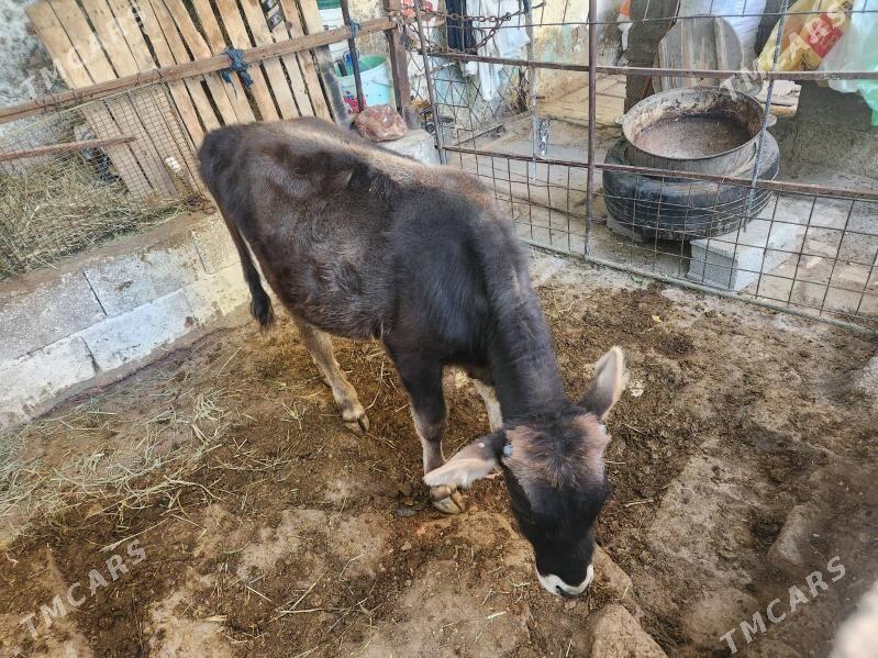 swes okuz - Hitrowka - img 2