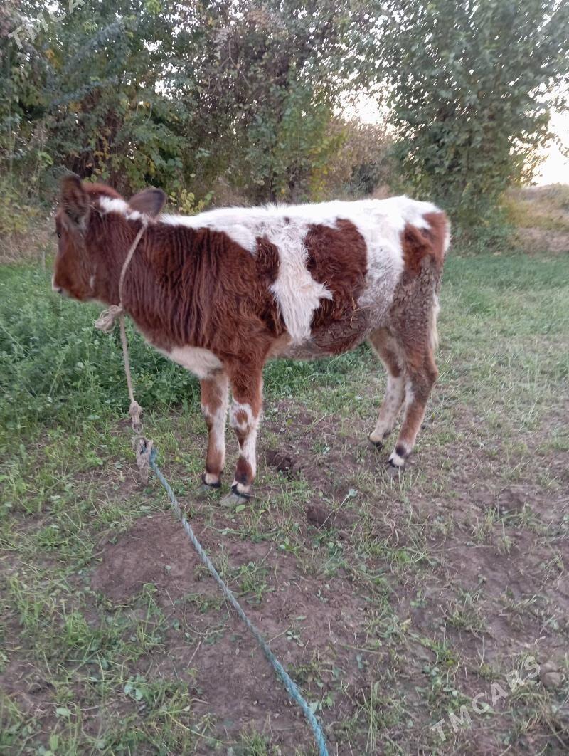 Gunajyn - Чарджоу - img 1