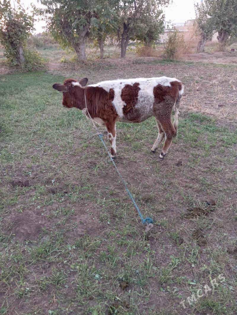 Gunajyn - Чарджоу - img 2