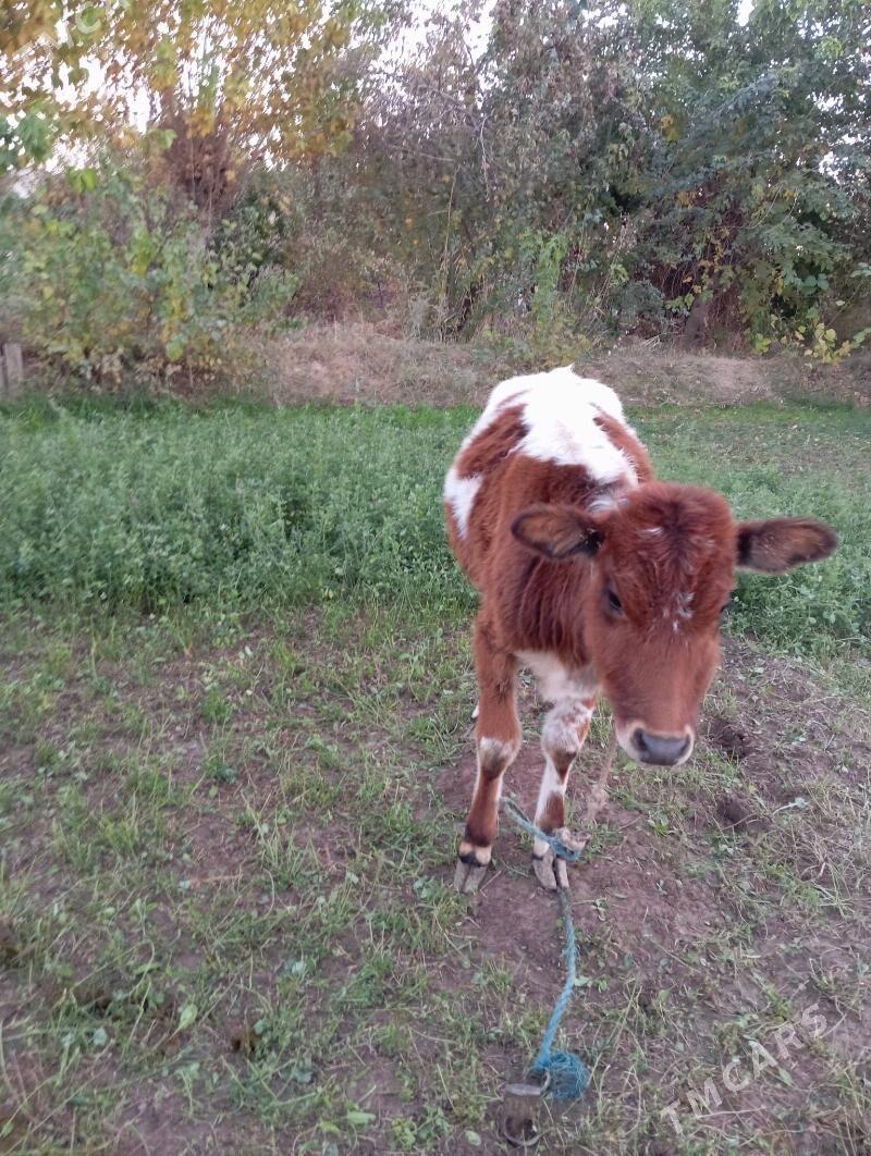 Gunajyn - Чарджоу - img 3