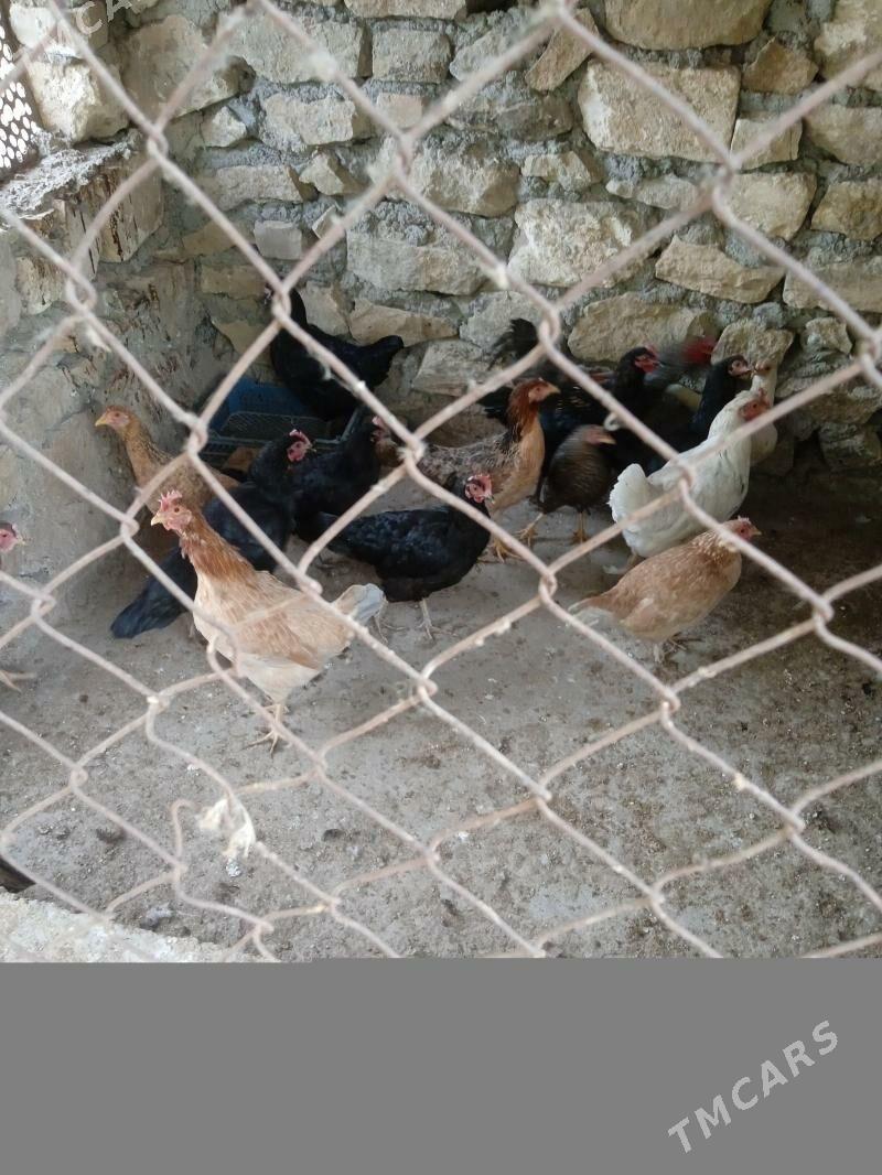 towuklar - Магданлы - img 2