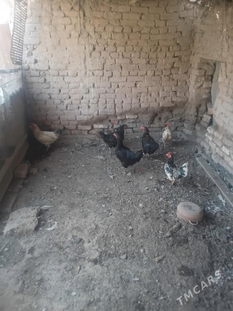 TOWUKLAR - Сакар - img 2