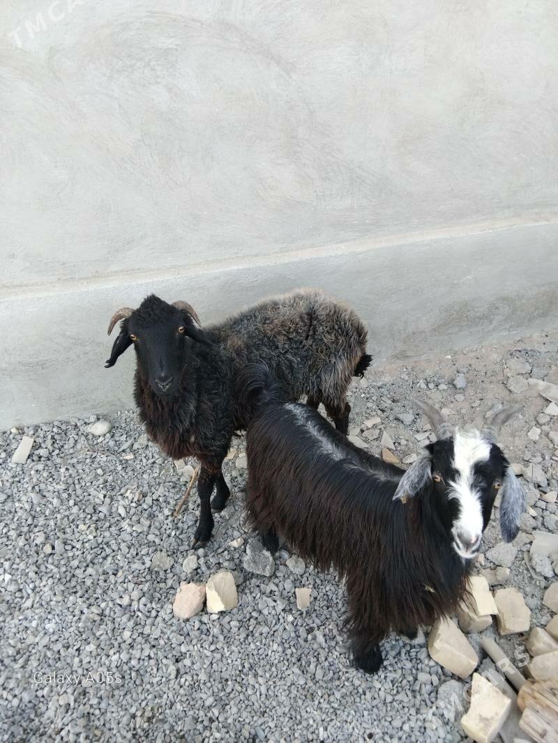 goyun - Änew - img 3