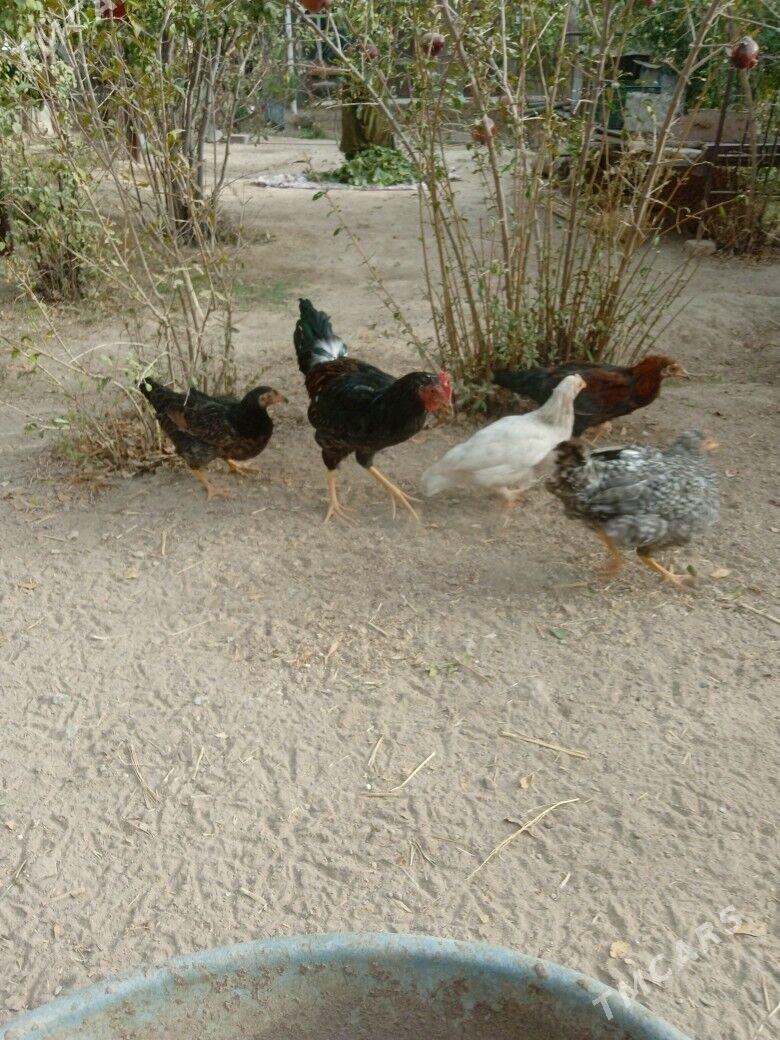 towuklar - Магданлы - img 3