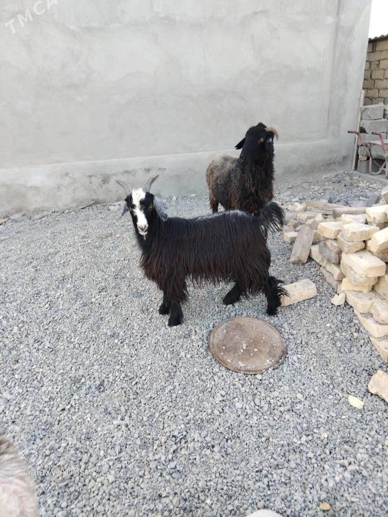 goyun - Änew - img 2