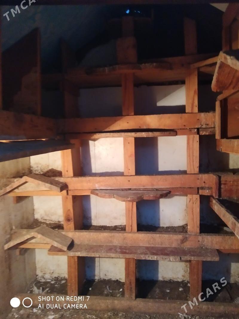 ketek - Джебел - img 4