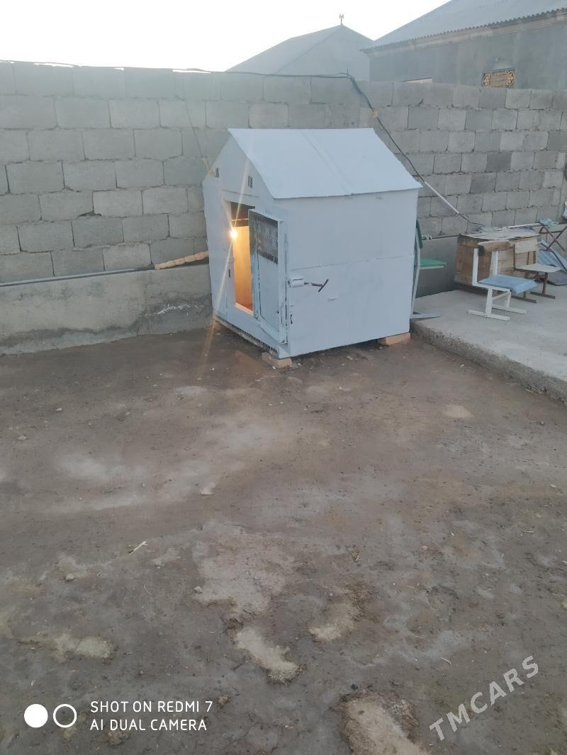 ketek - Джебел - img 5