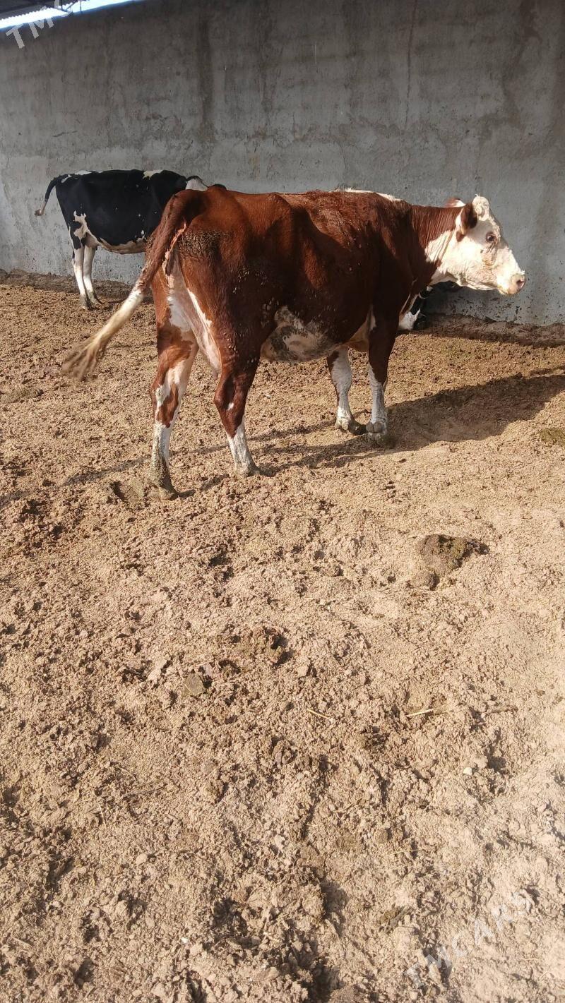 Sygyr - Bäherden - img 2