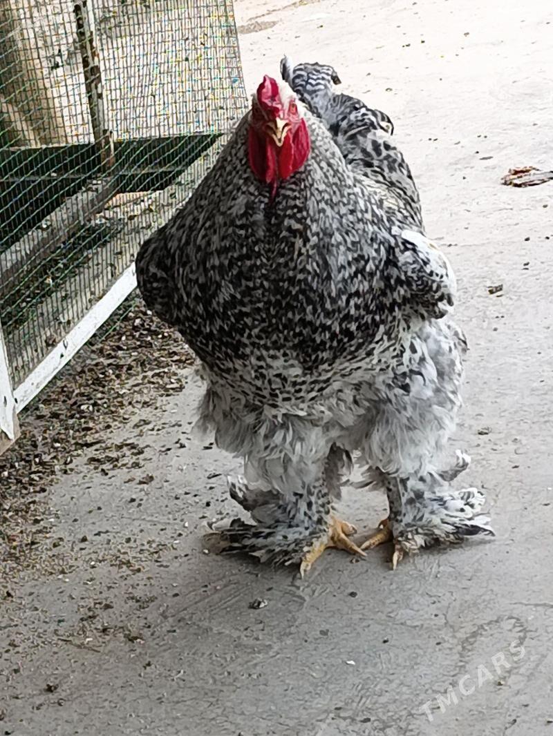 brama - Дянев - img 6