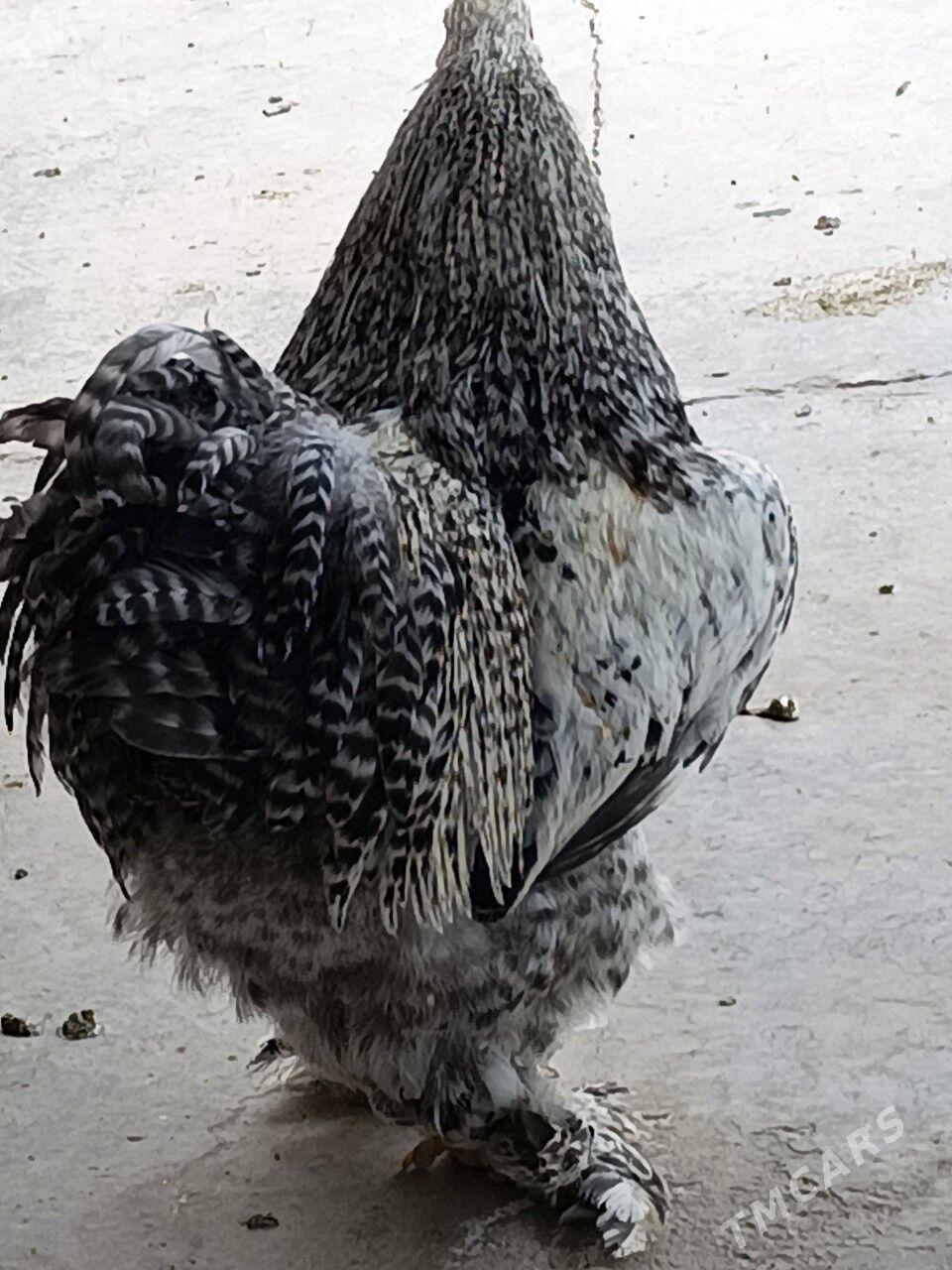 brama - Дянев - img 5