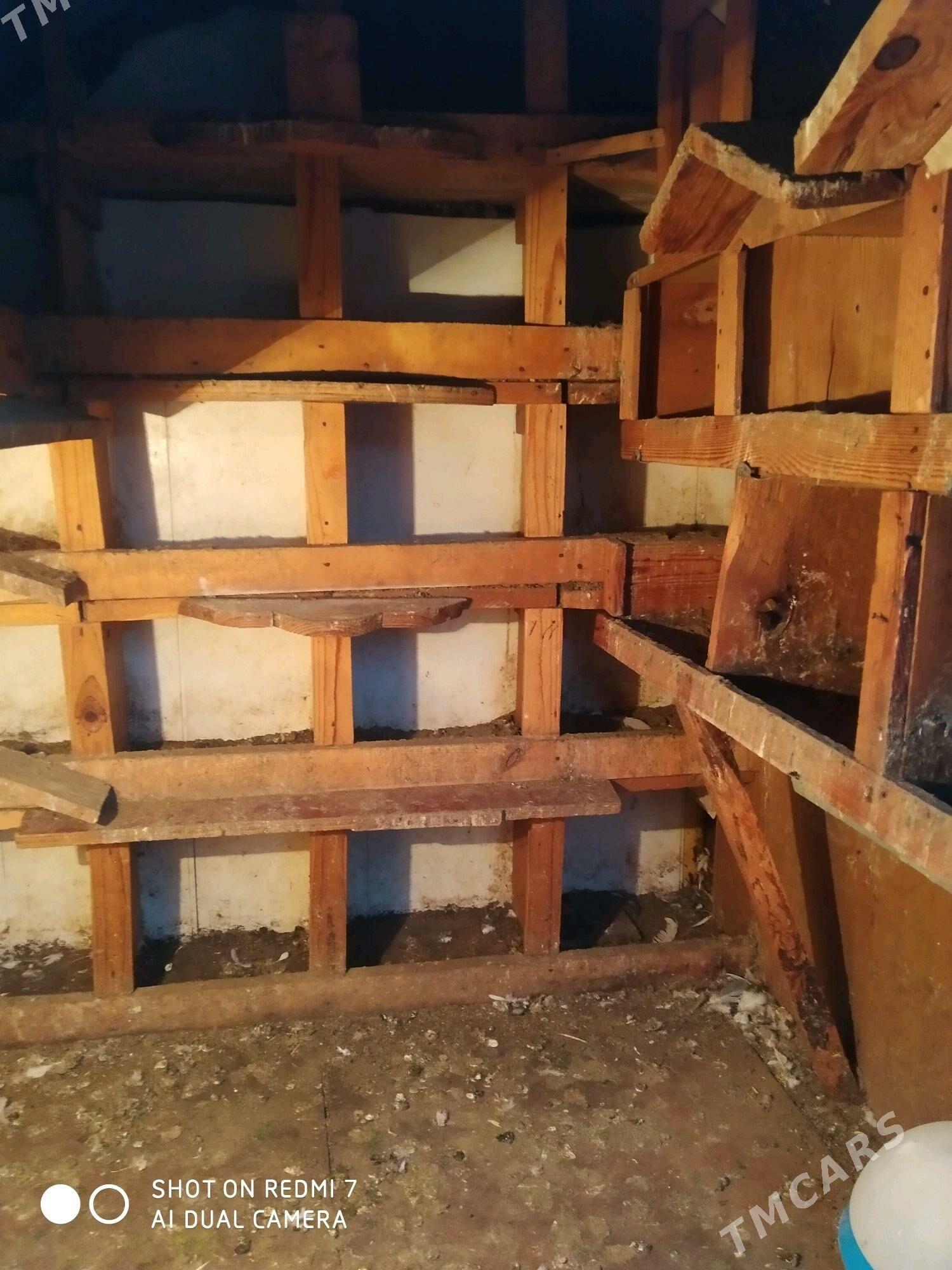 ketek - Джебел - img 6