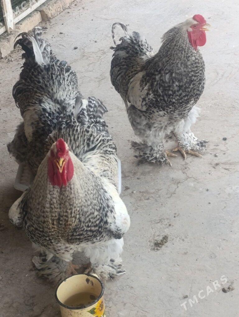 brama - Дянев - img 3