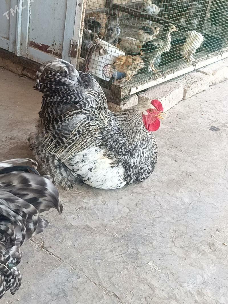 brama - Дянев - img 2