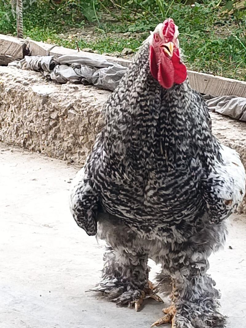 brama - Дянев - img 4