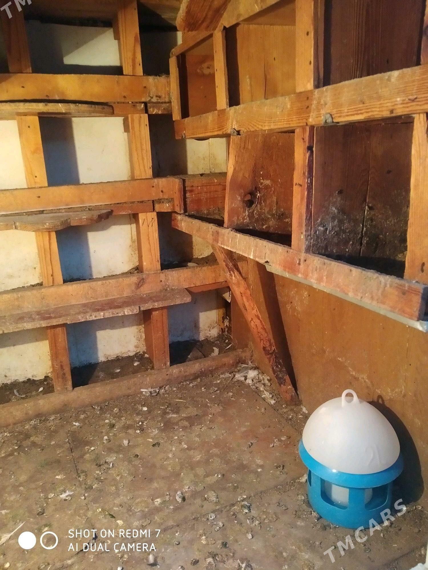 ketek - Джебел - img 3