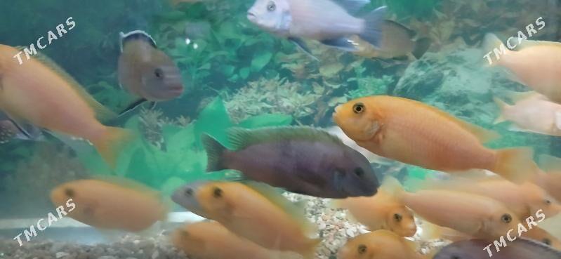 Balyk - 30 мкр - img 4