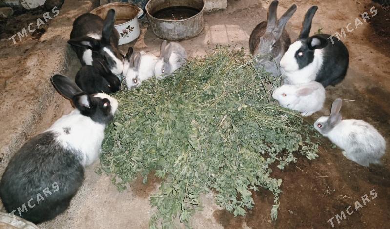 кролики на продажу - Ýolöten - img 1