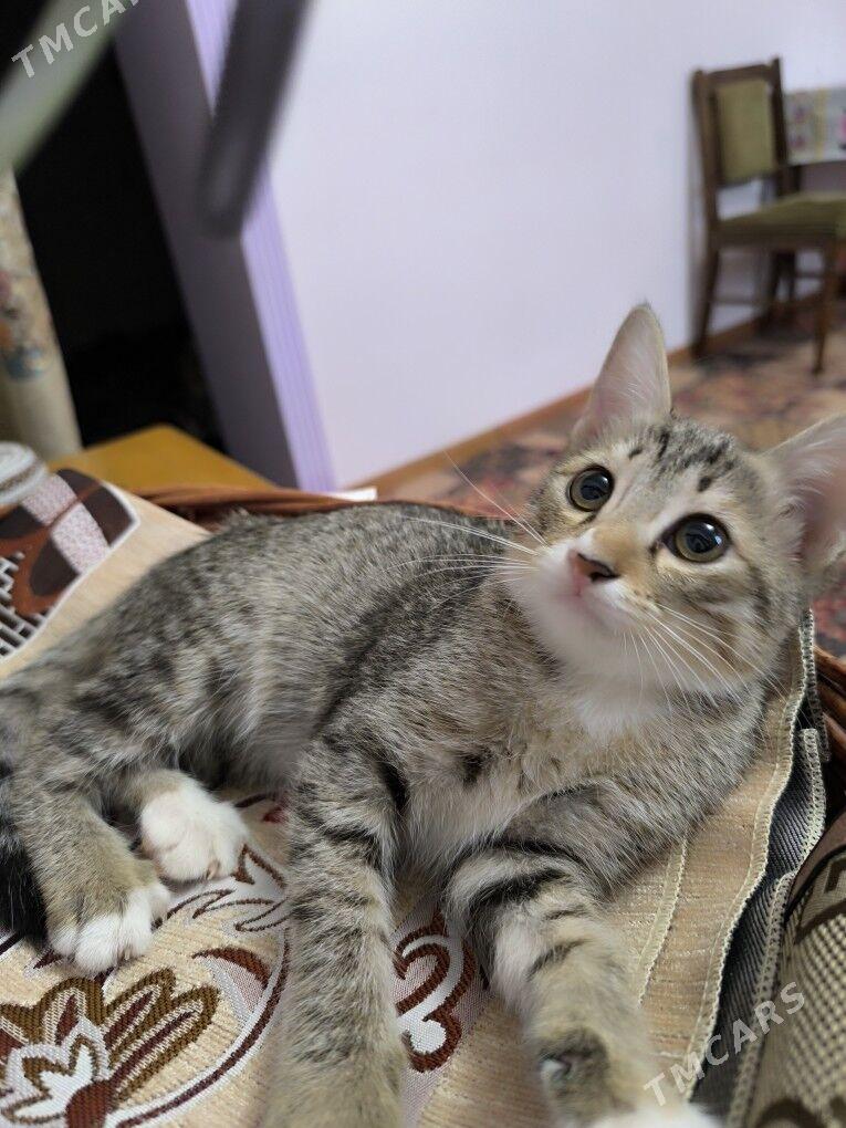 pisikler - Дашогуз - img 3