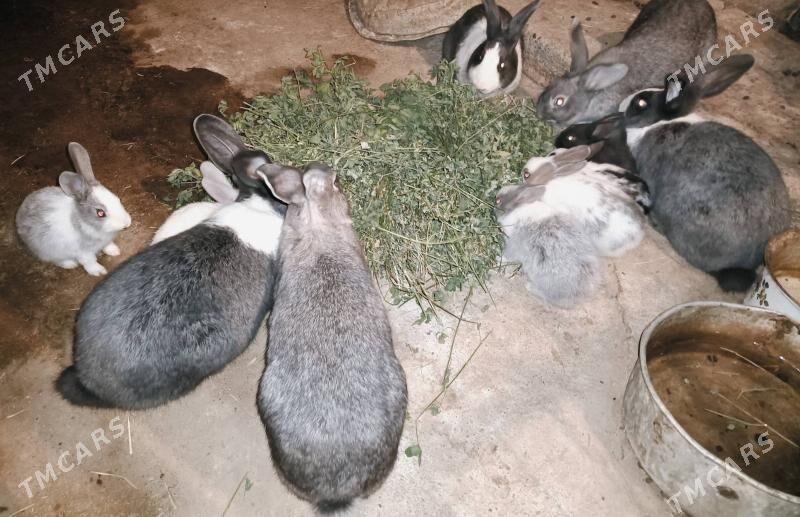 кролики на продажу - Ýolöten - img 2