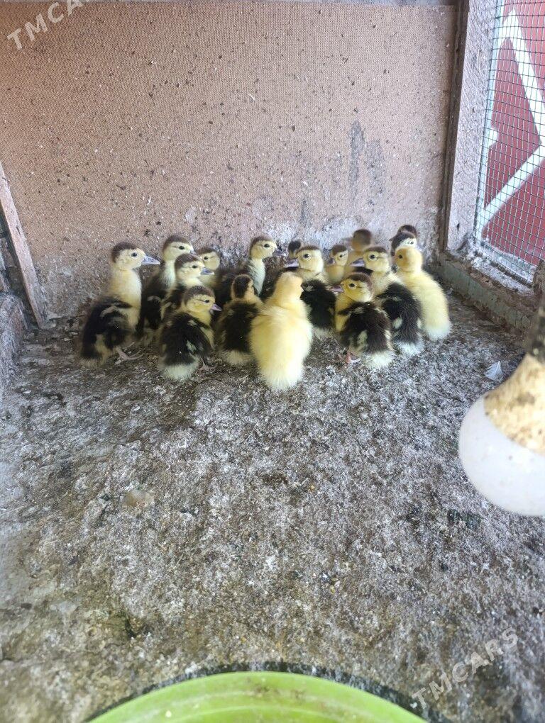 musgus - Dänew - img 3