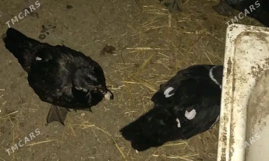 MUSKUS ORDEG SATLYK - Çärjew - img 1