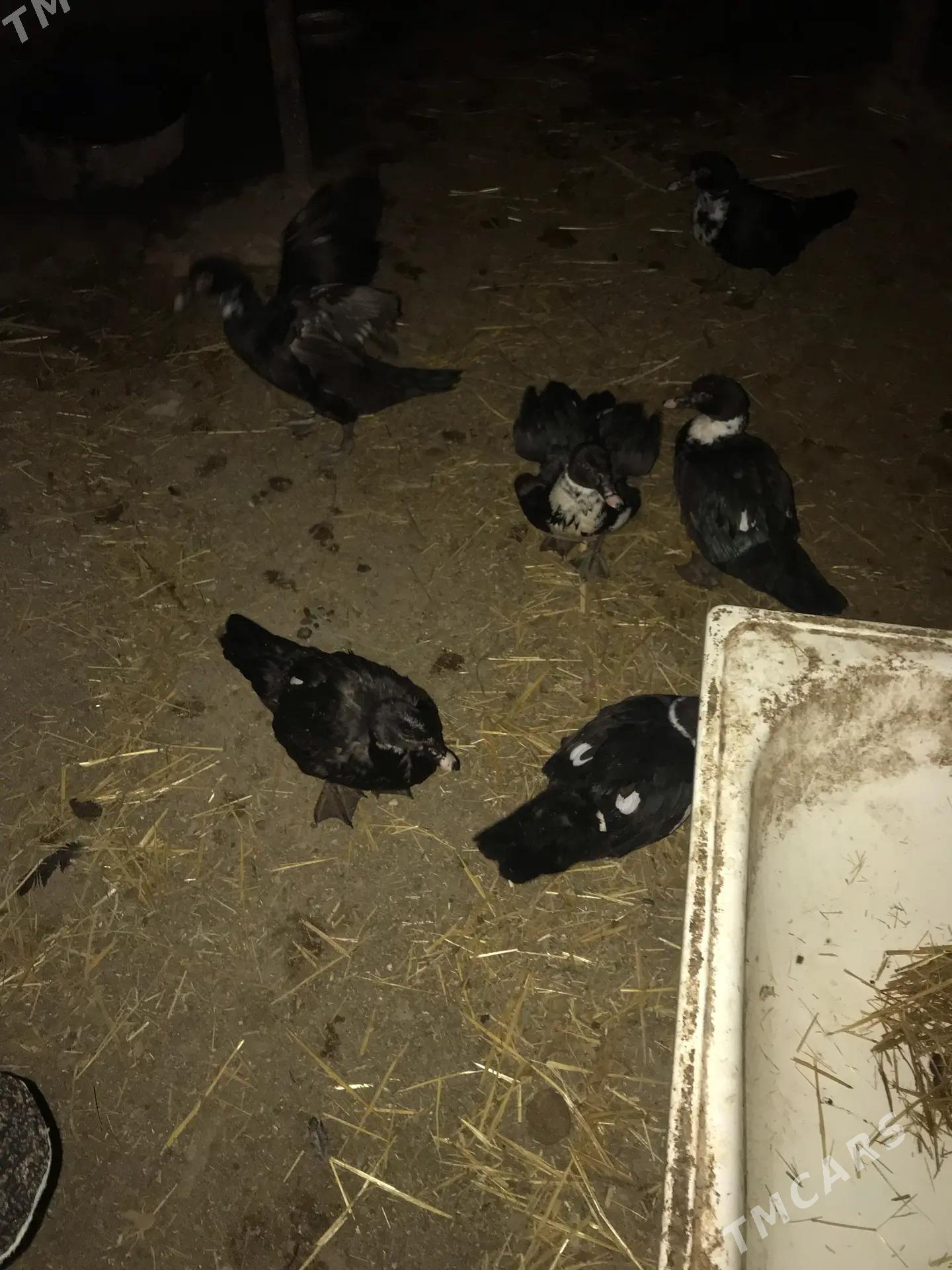 MUSKUS ORDEG SATLYK - Çärjew - img 2