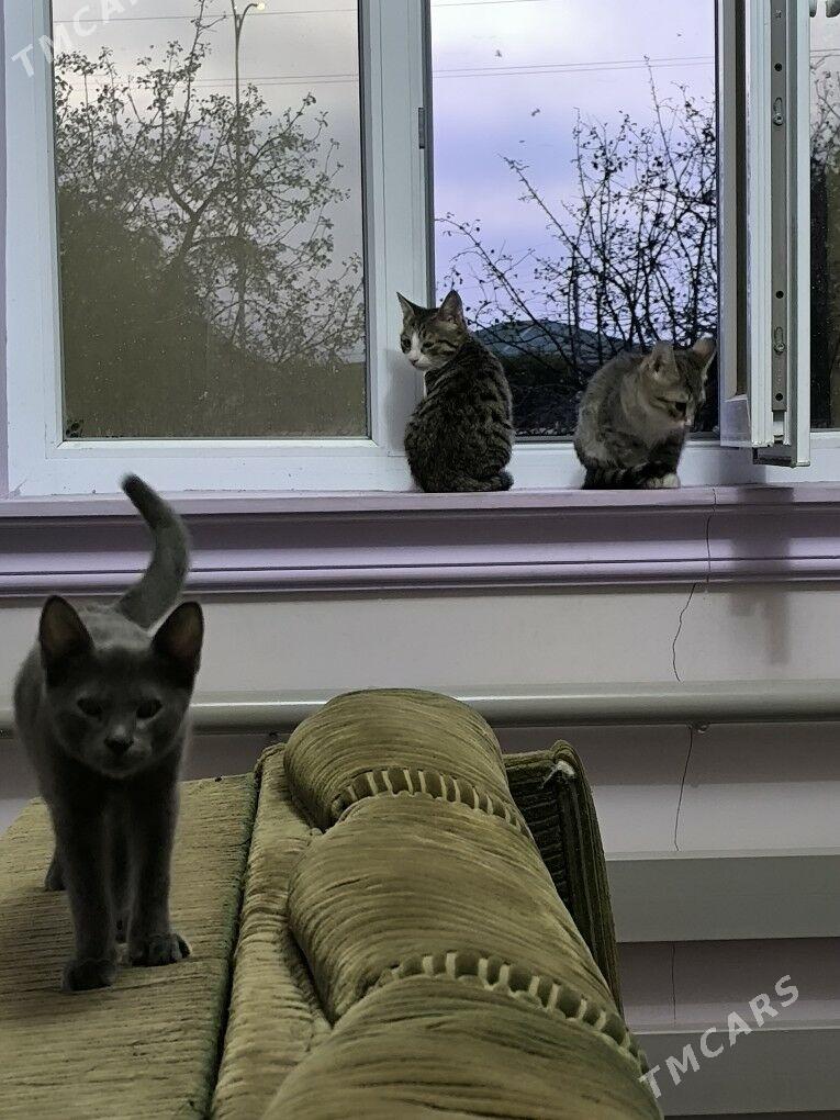 pisikler - Дашогуз - img 6