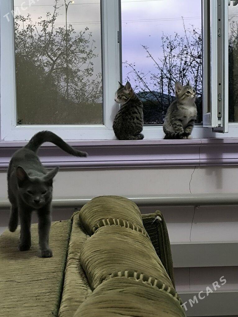 pisikler - Дашогуз - img 5