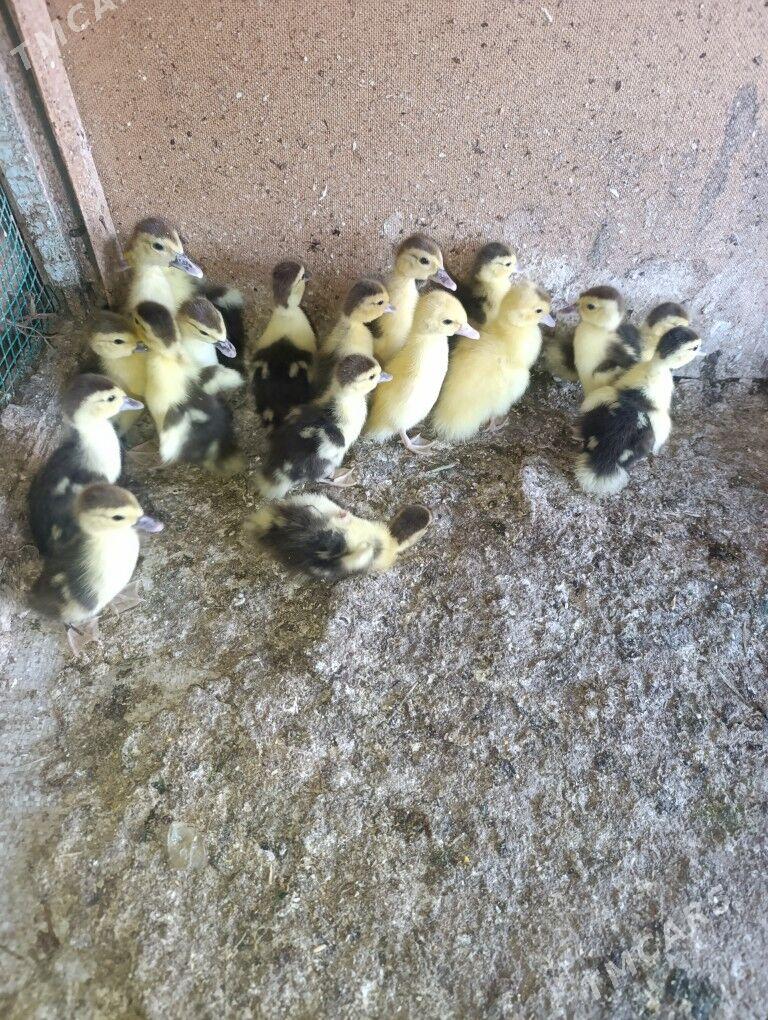 musgus - Dänew - img 2