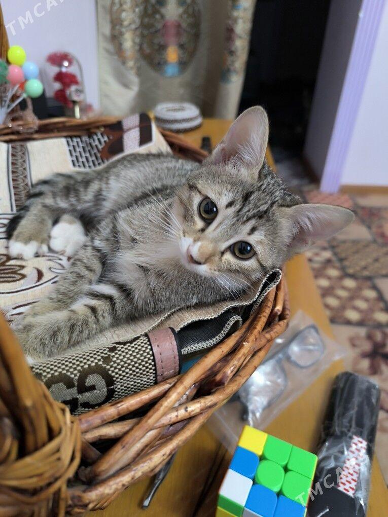 pisikler - Дашогуз - img 1