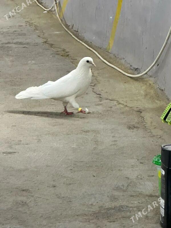 kepderi - 9 mkr - img 8