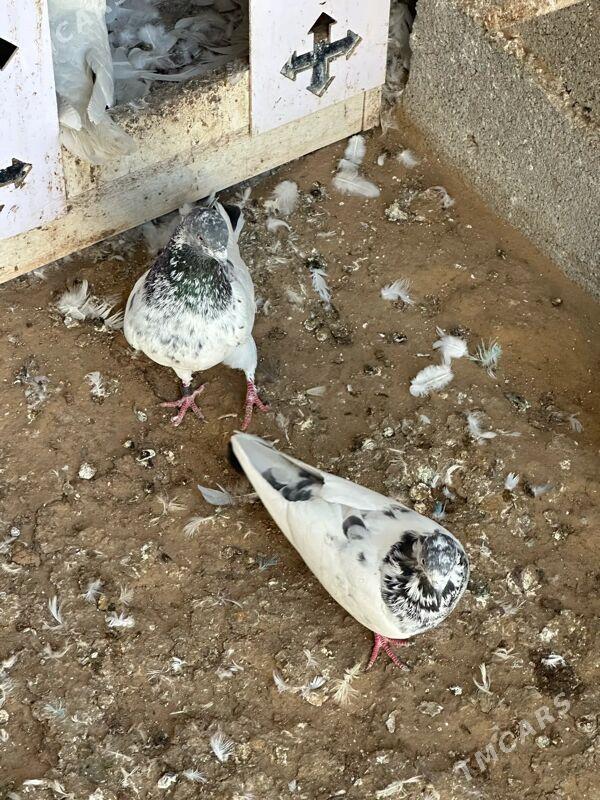 kepderi - 9 mkr - img 5