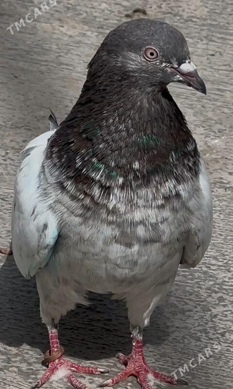 kepderi - 9 mkr - img 9