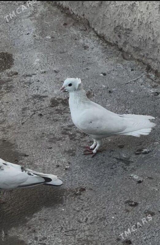 kepderi - 9 mkr - img 7