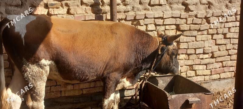 okuz - Tejen - img 2