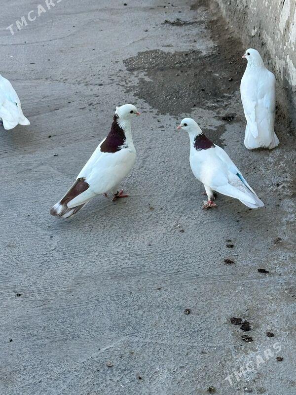 kepderi - 9 mkr - img 2