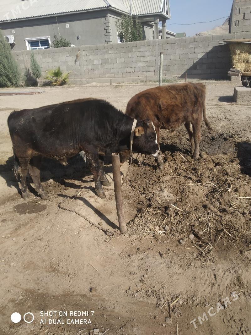 öküz - Jebel - img 3