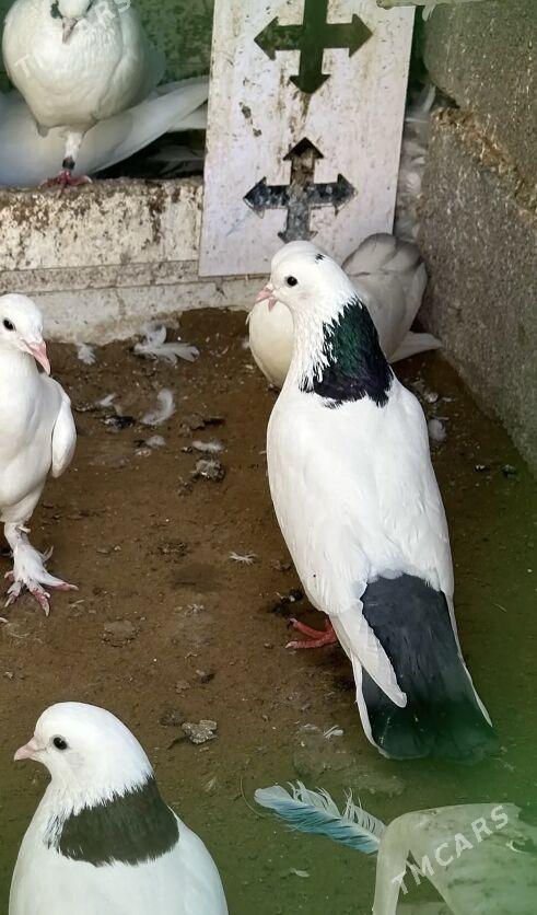 kepderi - 9 mkr - img 3