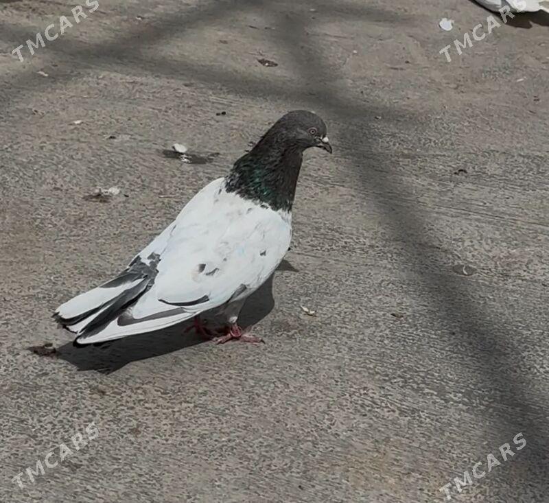 kepderi - 9 mkr - img 10