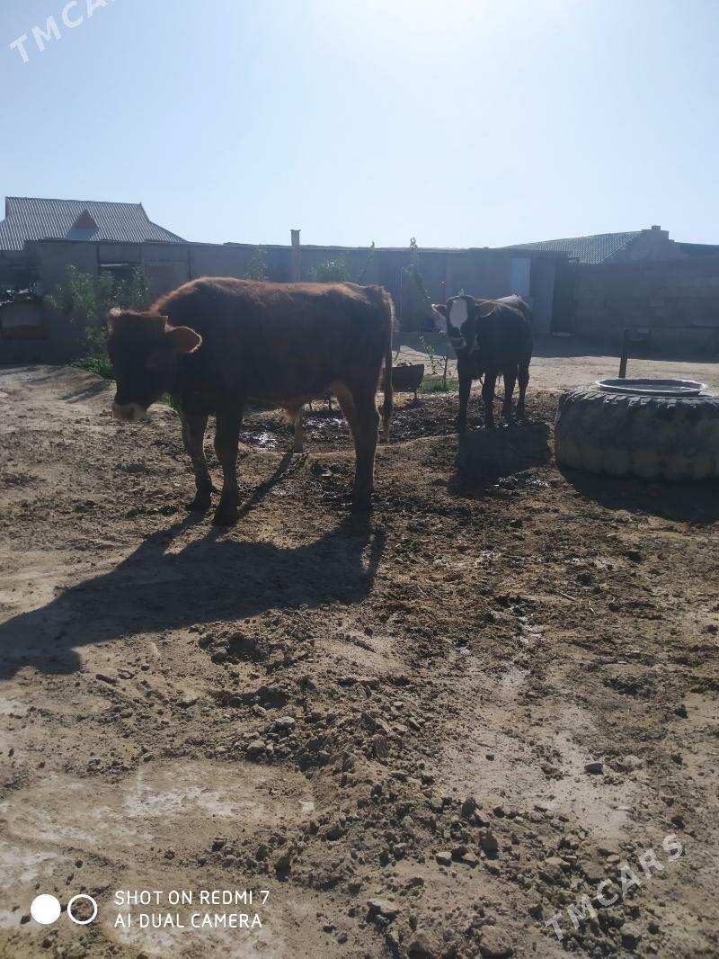 öküz - Jebel - img 2