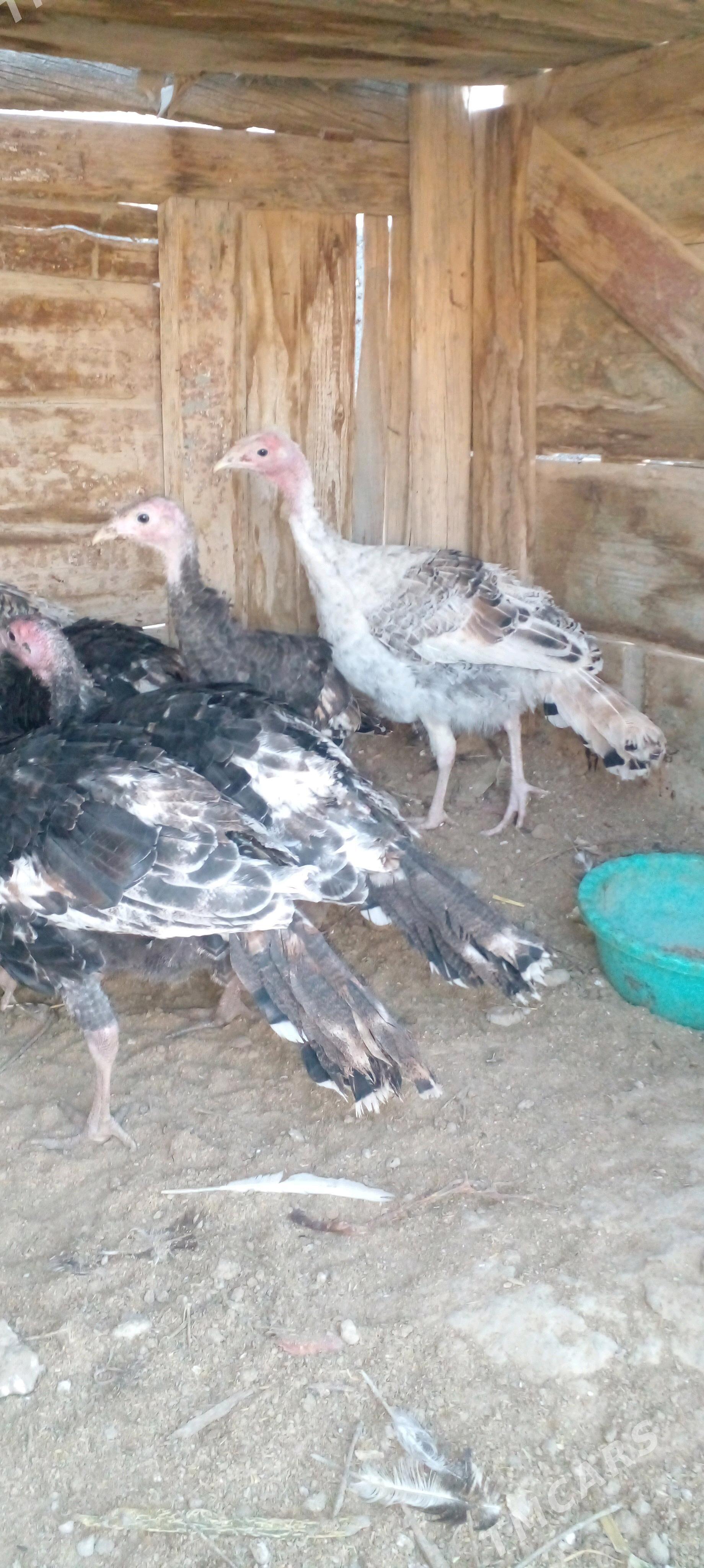 induk - Gyzylarbat - img 3