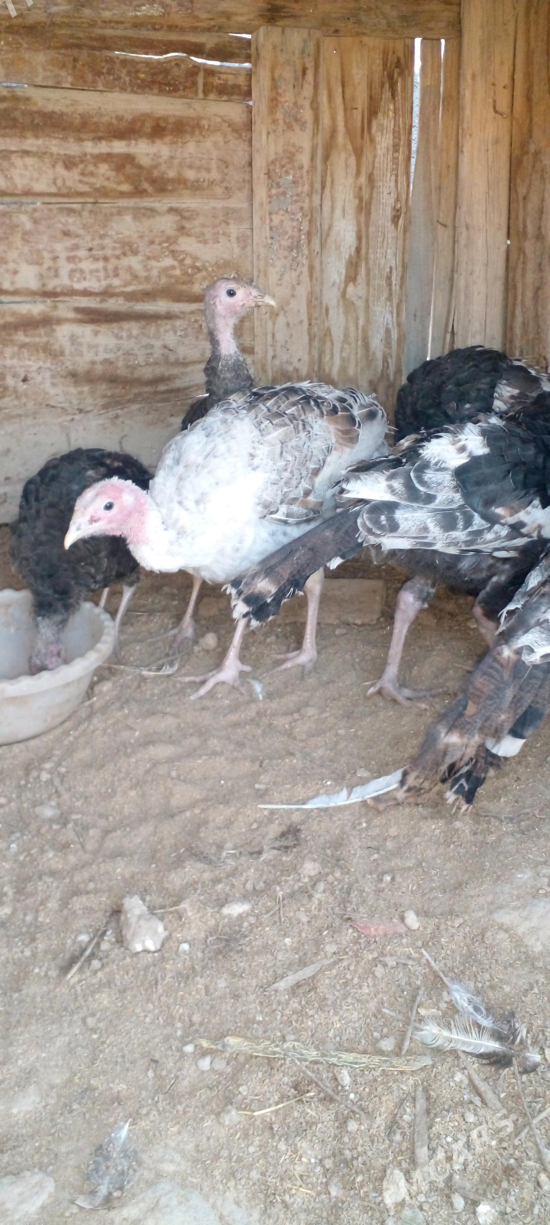 induk - Gyzylarbat - img 5