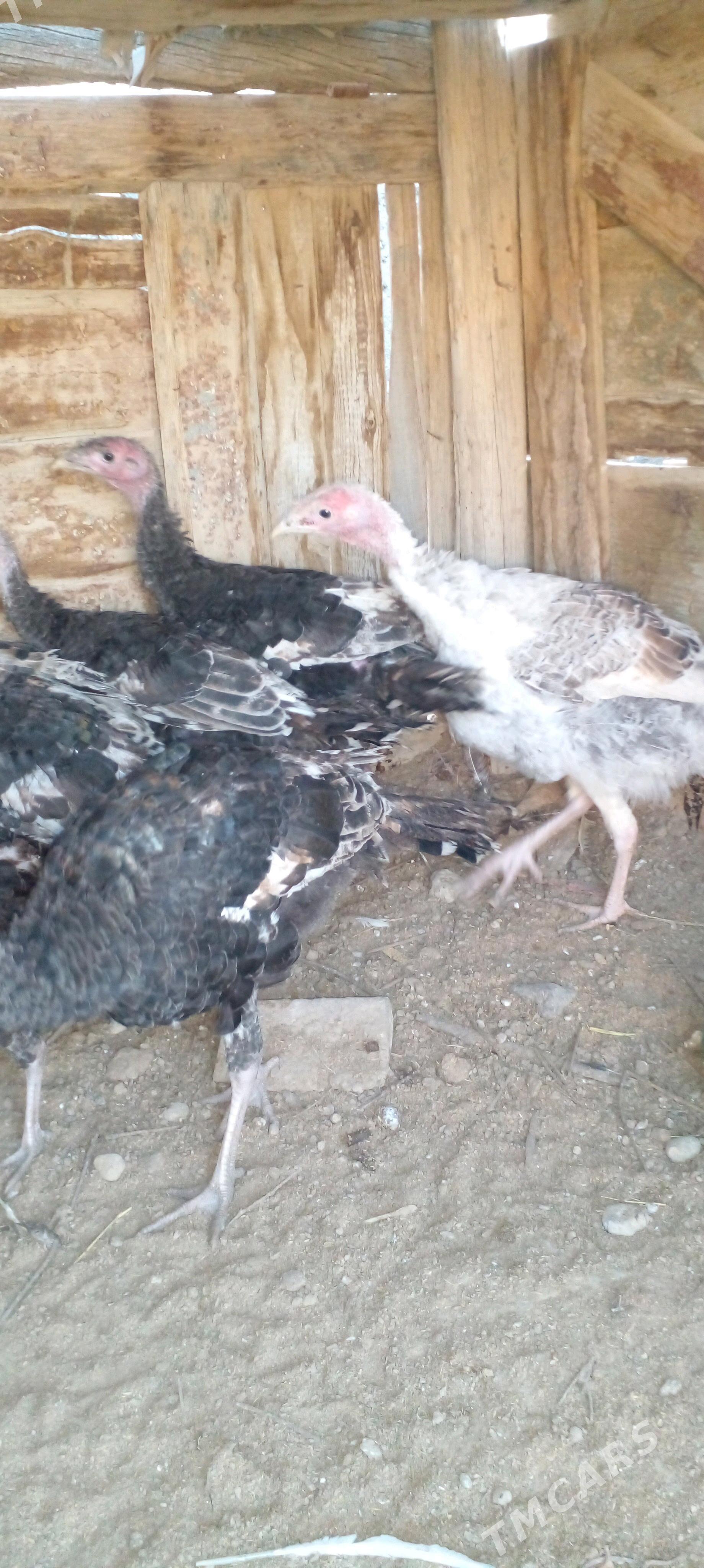 induk - Gyzylarbat - img 4