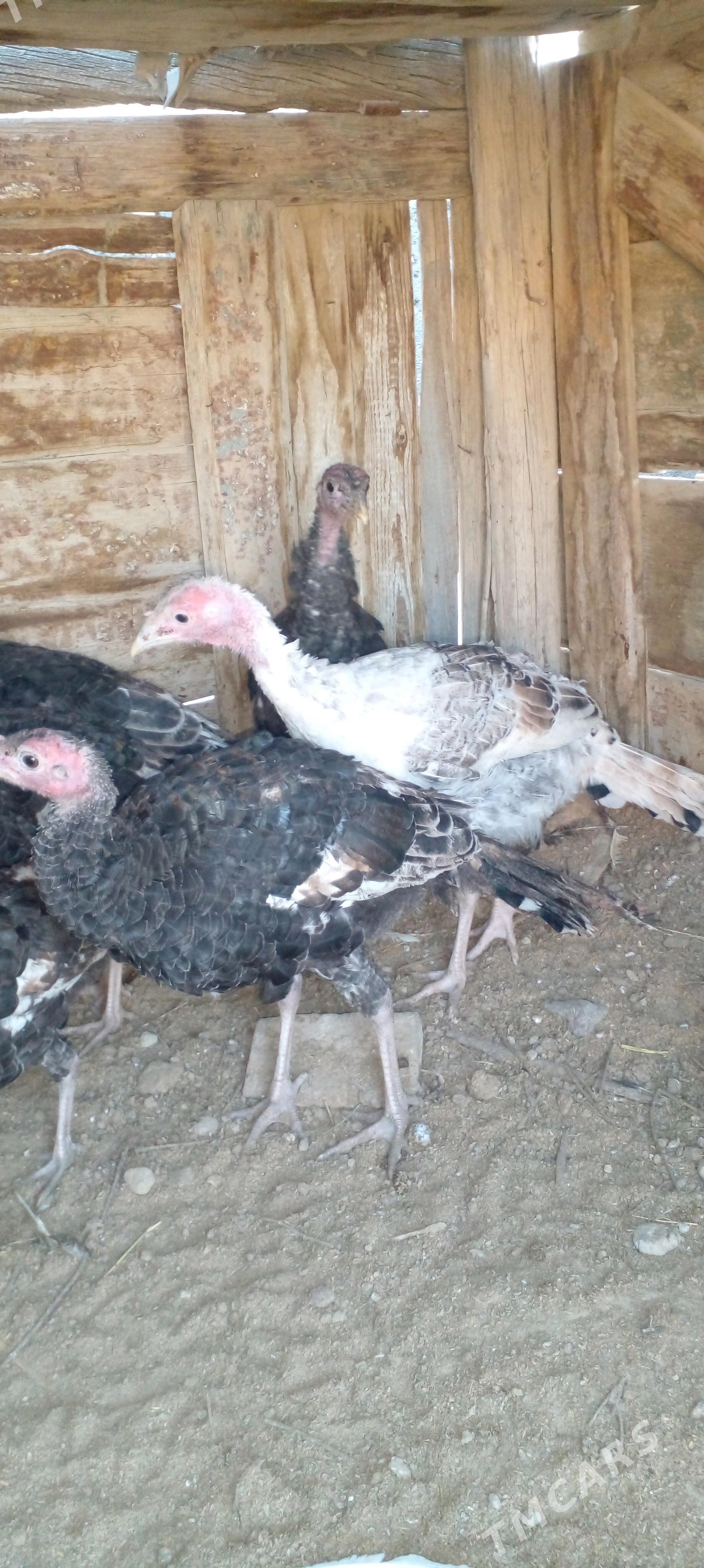 induk - Gyzylarbat - img 2