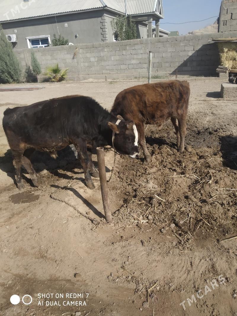 öküz - Jebel - img 1