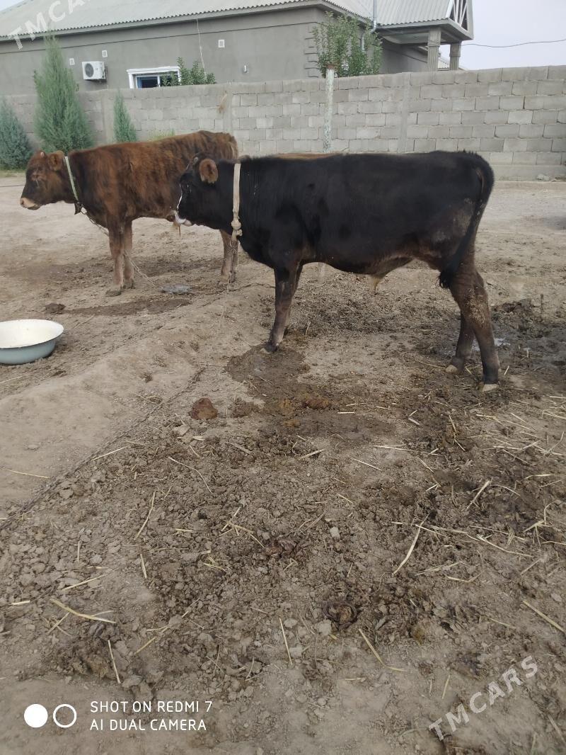 öküz - Jebel - img 4